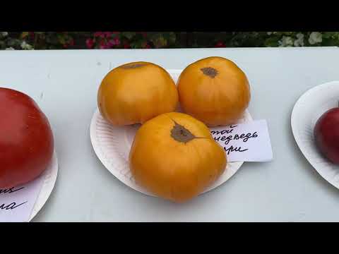 Видео: Презентация сортов томатов Томатный зоопарк