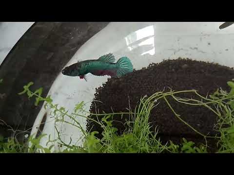 Видео: Ну, теперь у нас есть грузовик! И два петушка!