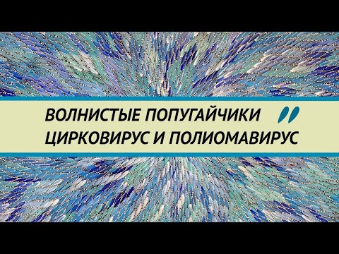 Видео: Цирковирус и полиомавирус волнистых попугаев. Признаки. Диагностика. Попугайчики бегунки и французы.