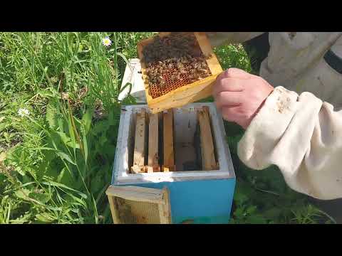 Видео: Наши  матки в нуклеусах работают