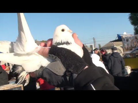 Видео: "Из того, что я сегодня увидел - это класс!"