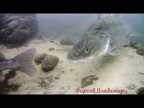 Видео: 31 октября 2025 г.