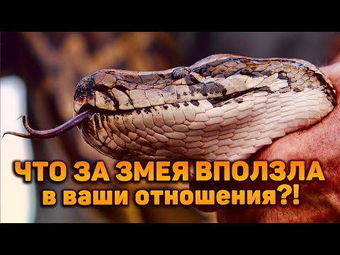 Видео: Что за змея повлияла на ваши отношения?! Чего она добилась, и что получает сейчас?