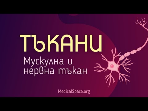 Видео: КСК: Тъкани. Мускулна и нервна тъкан