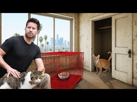 Видео: Эта квартира была полна бродячих кошек... Поэтому я их спас