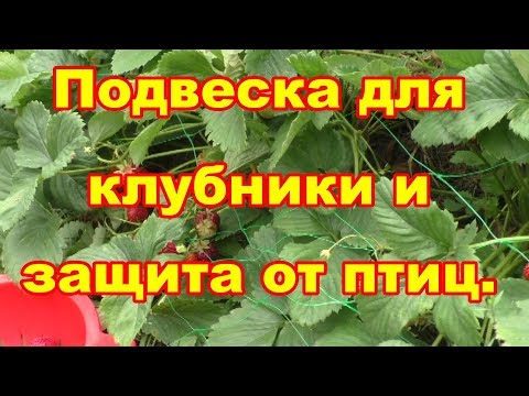 Видео: Защита клубники от птиц оказалась лучшей подвеской для ягод!