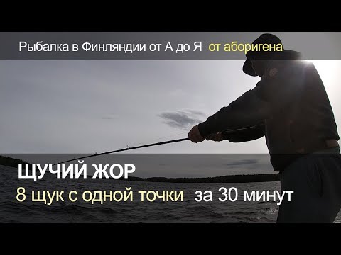 Видео: Щучий жор. 8 щук с одной точки за 30 минут. Рыбалка в Финляндии