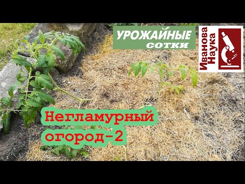 Видео: Негламурный огород-2. Первая неделя после посадки томатов. Растим листья, обеспечиваем мощь!