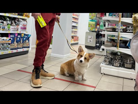 Видео: VLOG: Покупки,питание собак, пристраиваю собачек, все новости ! DOGVLOG