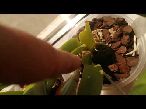 Видео: Про каттлеи. Продолжение.