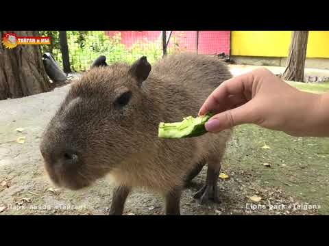 Видео: Милый Капитошка - самое доброе существо на планете. Тайган. Capybara in Taigan