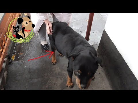 Видео: Асцит (водянка) у собаки, основные признаки и причины