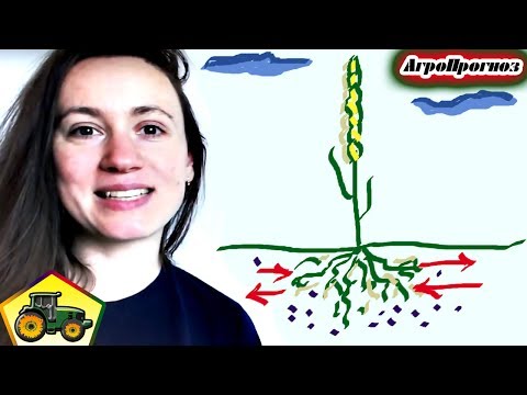 Видео: Растения и минеральные удобрения — технология оптимизации минерального питания