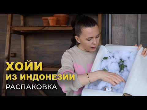 Видео: Как я ВПЕРВЫЕ поучаствовала в ЗАКУПКЕ хой неадаптов из ИНДОНЕЗИИ