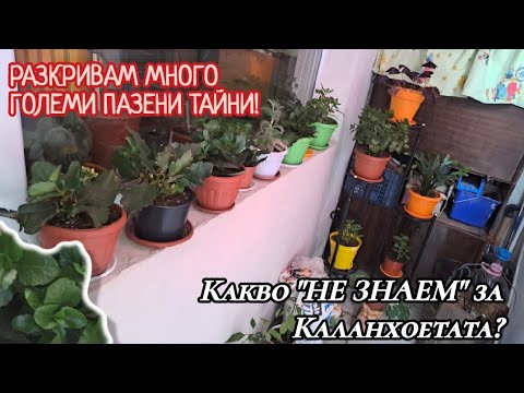 Видео: Разкривам "Древни тайни" за отглеждането на Каланхое НЕ ЗНАЕЩИ дори и от ЦАРЕТЕ на градината! 🫢 😱 