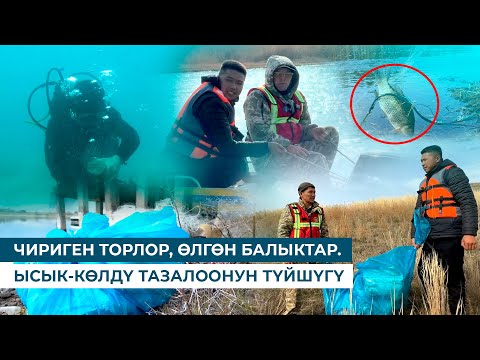 Видео: ЧИРИГЕН ТОРЛОР, ӨЛГӨН БАЛЫКТАР. ЫСЫК-КӨЛДҮ ТАЗАЛООНУН ТҮЙШҮГҮ