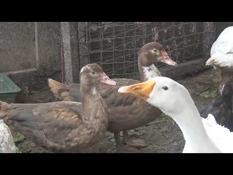 Видео: Обрезка крыльев индоуткам