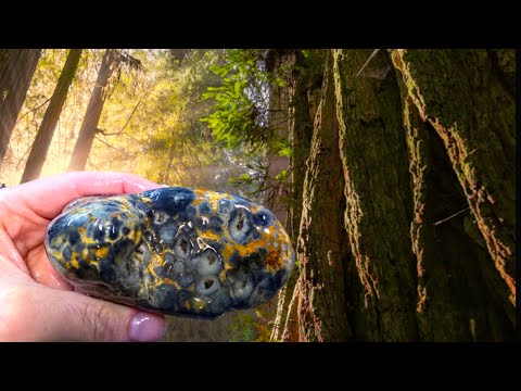Видео: В поисках агатов и яшм в древнем окаменевшем лесу | Rockhounding
