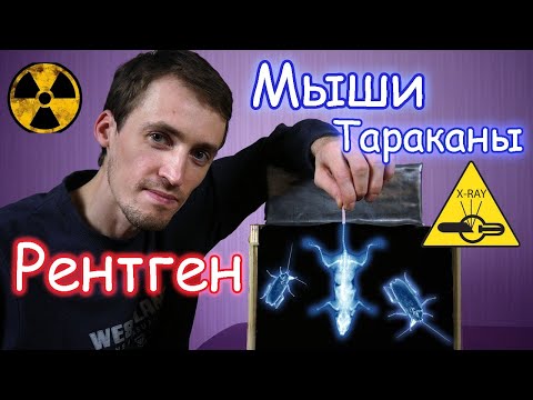 Видео: Просветил Мышей и Тараканов Самодельным Рентгеном!