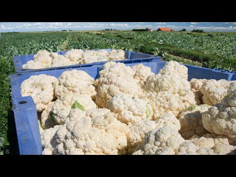 Видео: Потрясающая технология выращивания цветной капусты - выращивание и сбор цветной капусты