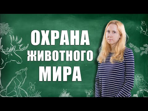 Видео: Правовая охрана использования животного мира