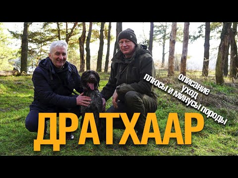 Видео: ДРАТХААР. ОСОБЕННОСТИ. ХАРАКТЕР. УХОД. ВОСПИТАНИЕ.