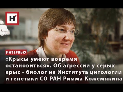 Видео: КРЫСЫ УМЕЮТ ВОВРЕМЯ ОСТАНОВИТЬСЯ. ОБ АГРЕССИИ У СЕРЫХ КРЫС ― БИОЛОГ ИЦИГ СО РАН РИММА КОЖЕМЯКИН