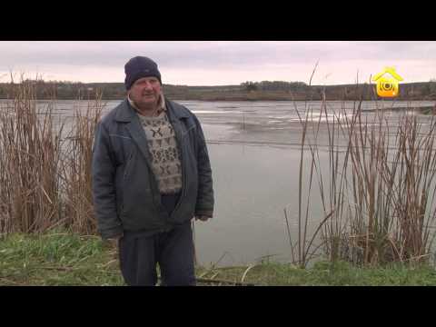 Видео: Разведение товарной рыбы // FORUMHOUSE