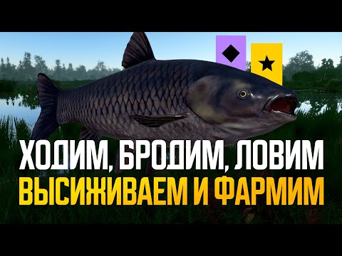 Видео: Амур черный на Медвежке, а после пойдём на ... ● Русская рыбалка 4 ● Перчик РР4