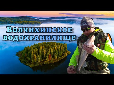 Видео: Судак Волчихинского водохранилища.