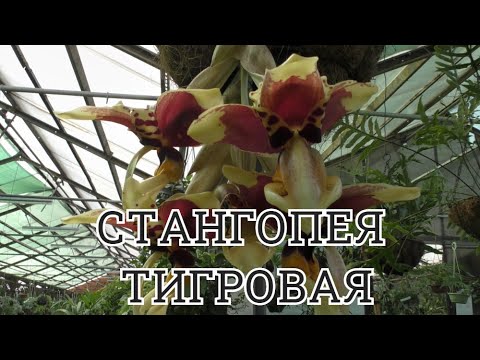 Видео: Стангопея тигровая.Аромат этой орхидеи словами не передать.