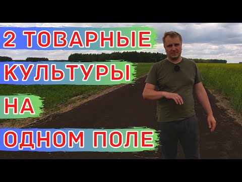 Видео: ПШЕНИЦА + ДОННИК. Бинарный посев. Прямой посев