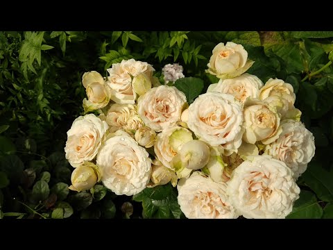 Видео: Обзор роз с названиями.