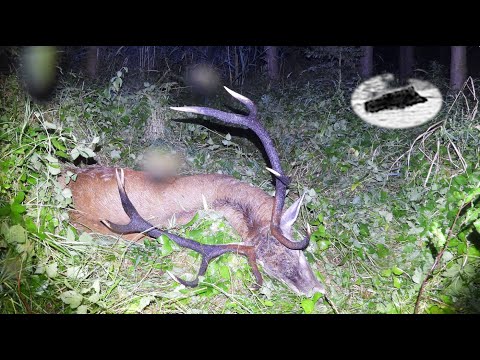 Видео: Охота на благородного оленя в августе - бронзовая медаль, 7,3 кг.