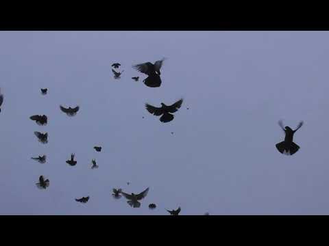 Видео: Николаевские голуби. г.Терновка 147.