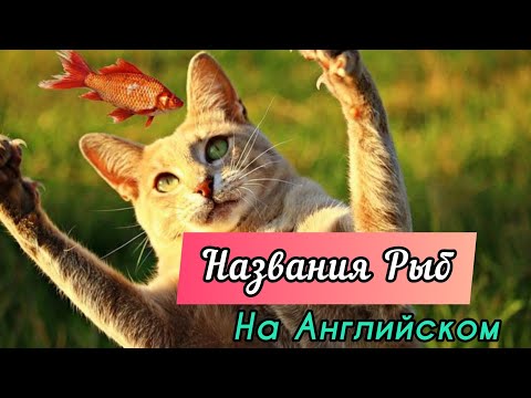 Видео: Названия Рыб на Английском с картинками