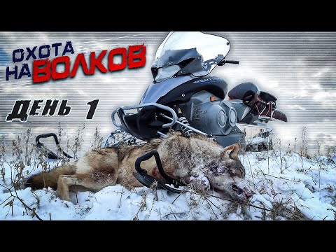 Видео: охота на ВОЛКОВ.  "прошел" за МАТЕРЫМ ВОЛКОМ 25 км!