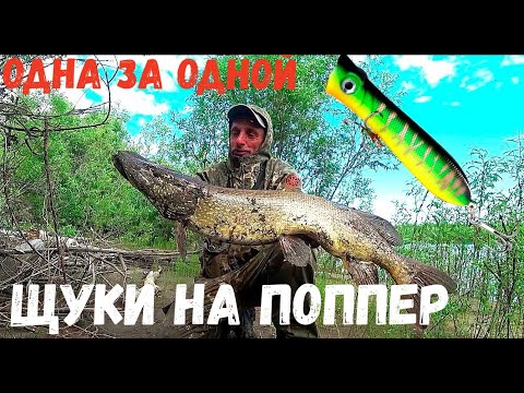 Видео: ЩУКИ ЗВЕРЕЮТ НА ПОППЕР!!! Зрелищные атаки на поверхности. Рыбалка в Якутии