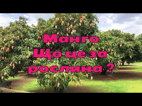 Видео: Манго Mango (Mangifera indica) Що це за рослина?
