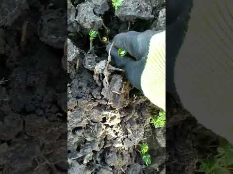 Видео: горох 2024 ярий і зимуючий