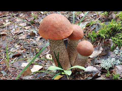 Видео: "Жизнь на пенсии".. Сходили в лес с Людмилой очень удачно🍄👍