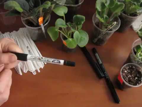 Видео: Как подписывать фиалки. Юлия Датта