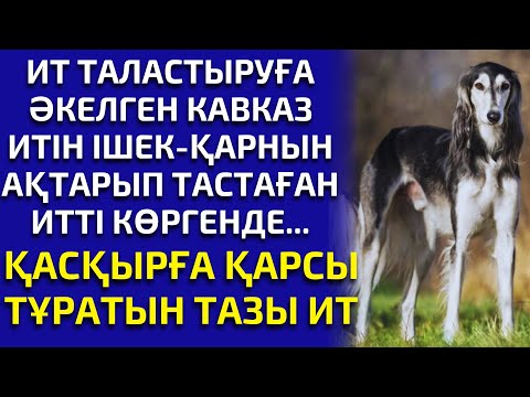 Видео: ИТ ТАЛАСТЫРУҒА ҚАСҚЫРДЫ АЛЫП КЕЛГЕНДЕ МҰНДАЙ СҰМДЫҚ БОЛАРЫН БІЛГЕН ЖОҚ, әсерлі әңгіме