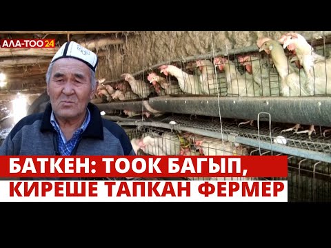Видео: Баткен: Тоок багып, киреше тапкан фермер | Жаратман