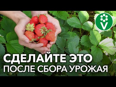 Видео: УХОД ЗА КЛУБНИКОЙ после сбора урожая: обрезка, подкормка, обработка