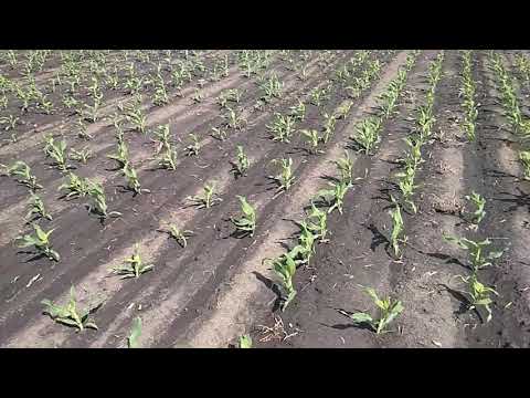 Видео: ОГЛЯД ПОСІВІВ КУКУРУДЗИ 02.06.2020
