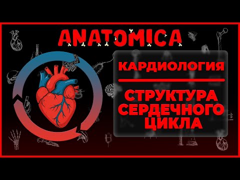 Видео: Структура сердечного цикла / Физиология сердца и сосудистой системы / Кардиология