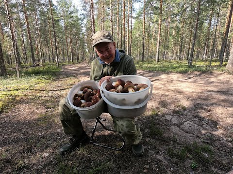 Видео: Чудесный гриб Боровик, шикарный лес под Выборгом и отличный отдых #лето #лес #грибы #красота #отдых