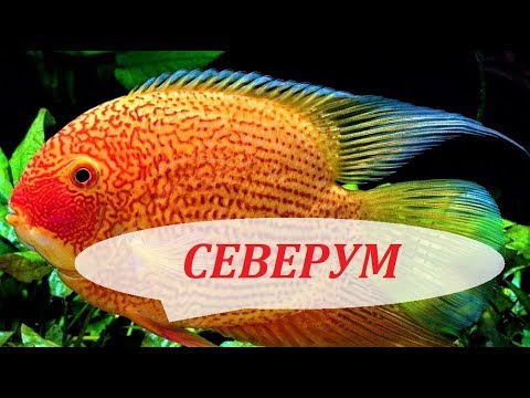 Видео: Цихлазома Северум в аквариуме. Содержание, разведение, совместимость и чем кормить