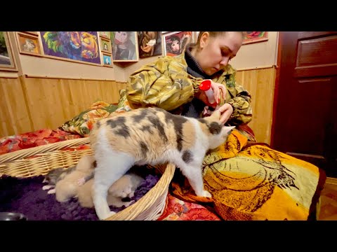 Видео: Вы только посмотрите КАК мама кошка защищает маленького финика когда он плачет)))